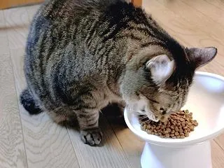 初めてのフードの実食レポ