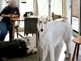 ヴァンベールさん