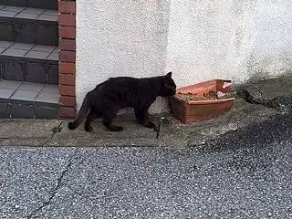 また会えた(=^・^=)
