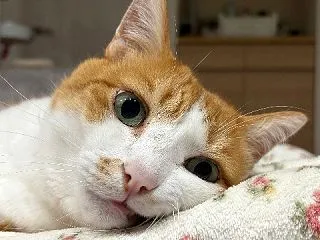 復活しました
