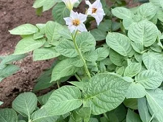 秋植えジャガイモの花が咲く