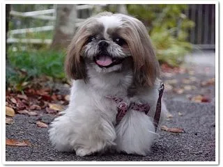 いつかのゆうんぽ