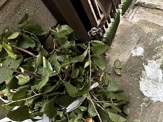 枝切り