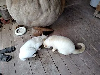 いろいろ準備 一周忌 午後には休み