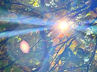 The Morton Arboretum…
