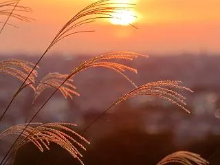 すすき