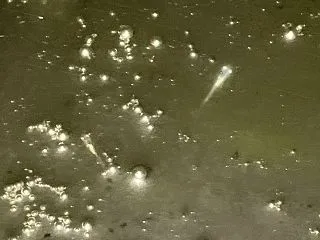 油膜下のメダカ