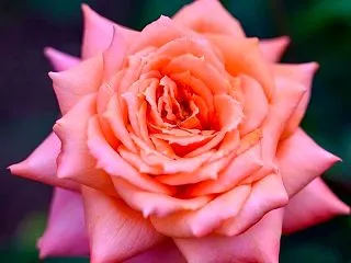 「おたより」をご希望の方は、今の内にエン…