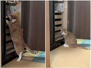 オモチャはどこニャ！