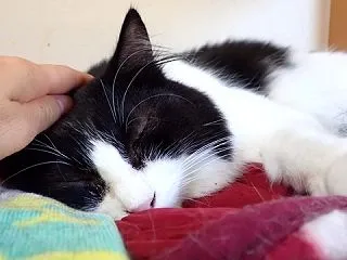 急におびえる。