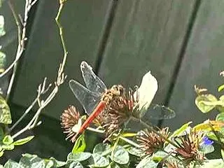 赤とんぼ