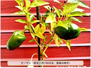10/21 ピーマン栽培IV(17)～収…