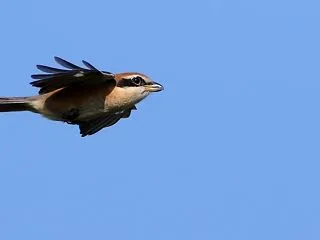 野鳥写真：モズ飛翔｜事前準備の先での巡り…