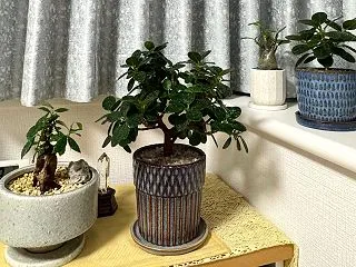 育てている植物とお別れ