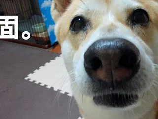 つぎの策を。