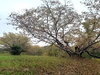 名古屋つれづれ・異