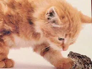 10月21日のエンジェルキャットオラクル…
