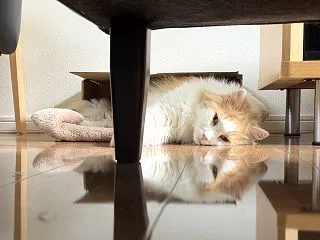 日向ぼっこで変顔、そして肉球まつり