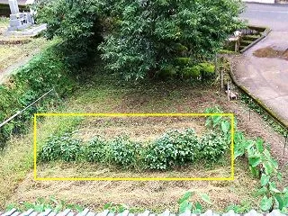 ＃三場坂ファーム(２９３）晩熟（枝豆）の…