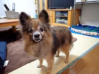 秋支度を始めたものの・・・