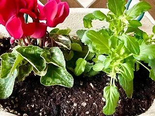 パンジーの寄せ植え作り