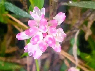 道端の花