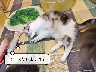 猫雑記 ～すずめ９歳のお誕生日（またたび…
