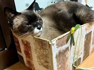 爪とぎボックスでは