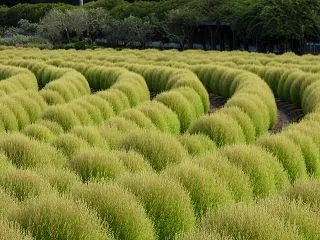 【見頃はこれから】和泉リサイクル環境公園…