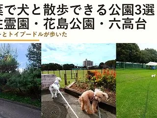 千葉で犬と散歩できる公園3選｜八柱霊園・…