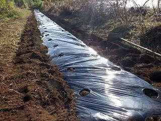 のらぼう菜の定植