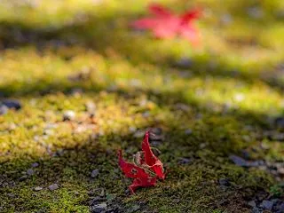 2025年11月24日、α7C IIとO…