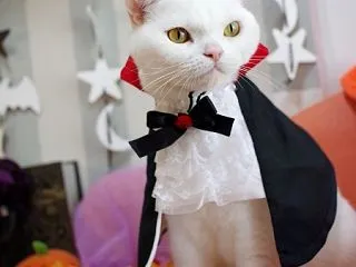 ハロウィン撮影＆チョコの食の悩み