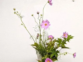 秋の季節感を可愛く魅せるピンクのコスモス…