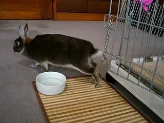 ヒャッホーイ返し