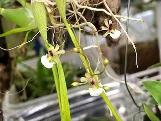 Gomesa radicans 