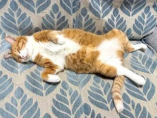 5泊6日のひとり時間、いただきます／家呑…