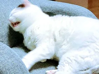 安来節を日本武道館で踊るって❓😅💦