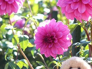 ピンクプリンセス 命名されたお名前...