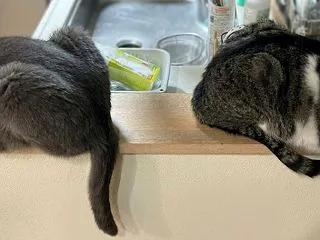 ３にゃんになって、お兄ちゃんずのキッチン…
