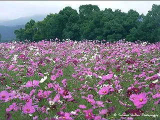 関ヶ原・開戦地のコスモス