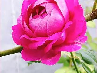 香りの薔薇の幸せホルモン❤