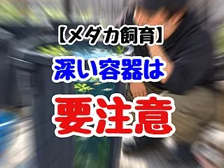 【メダカ】深い容器は要注意？！