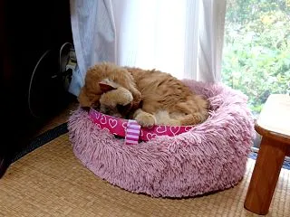 顔洗ってる