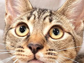里親募集中♪オスの福くん