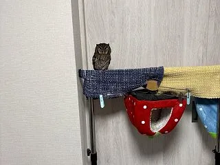 おはようございます🍓🍓🍓🍓🍓