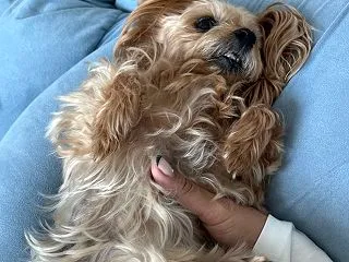 出てます