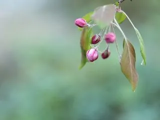 エアリスの小さな森公園