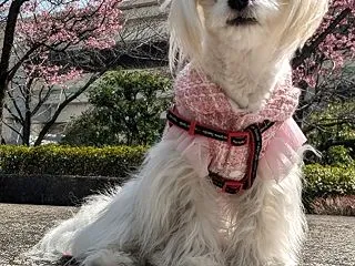 チワマルのピピちゃんとお出かけ前に近所の…