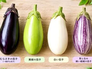茄子のこと